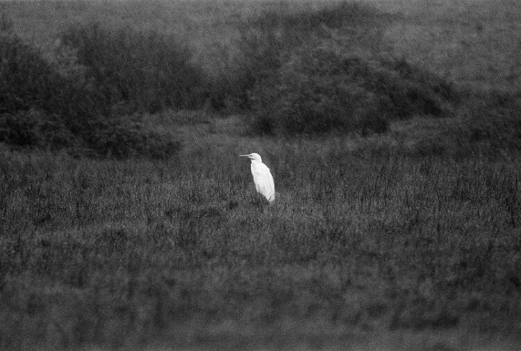 Great White Egret