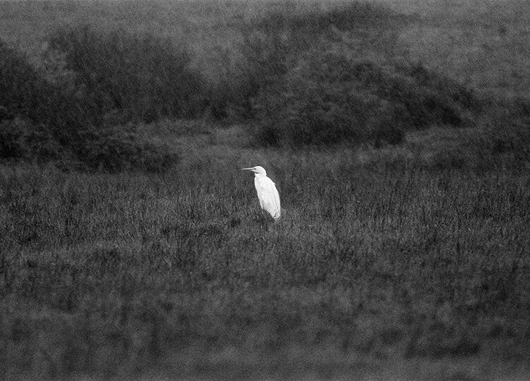 Great White Egret