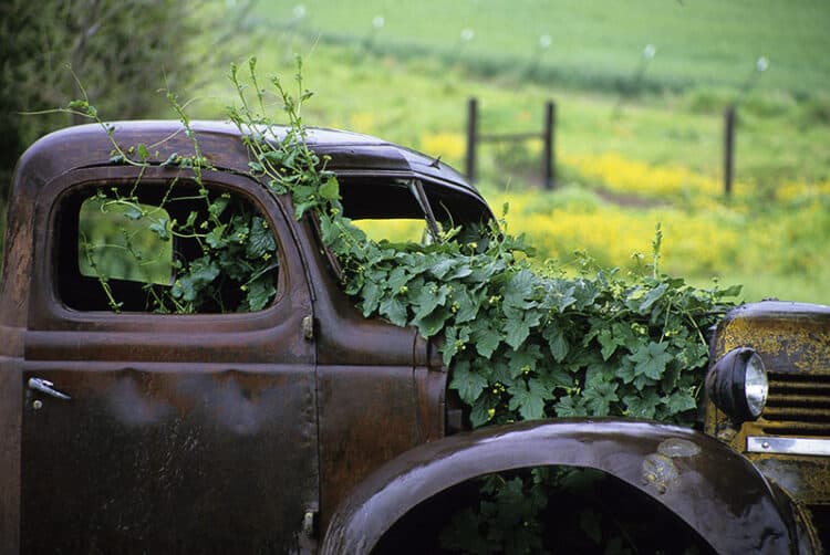 Abandoned Growth