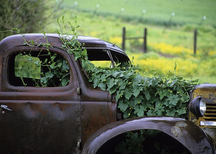 Abandoned Growth