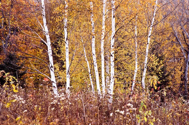 Birch Stand