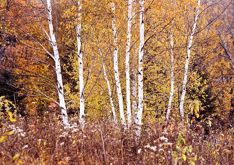 Birch Stand