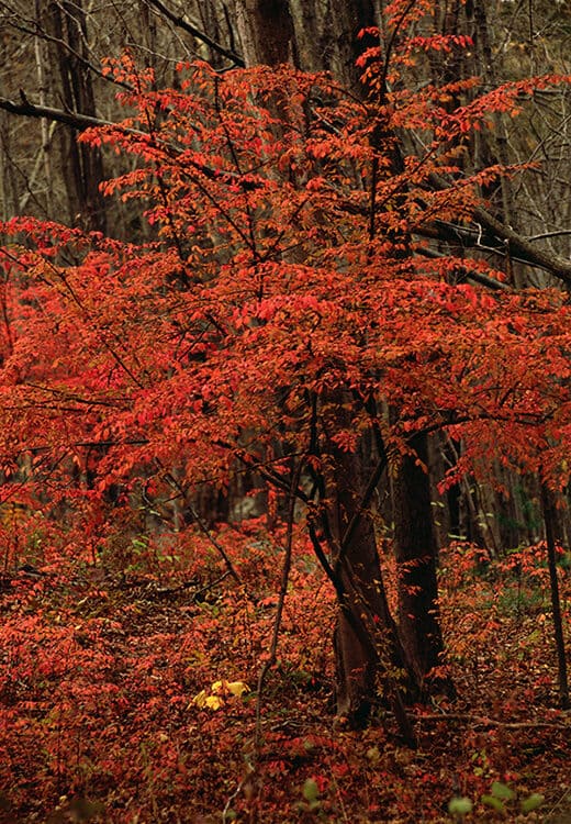 Contemplation Tree