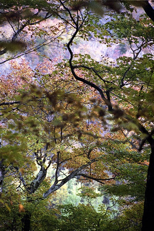 Dancing Trees