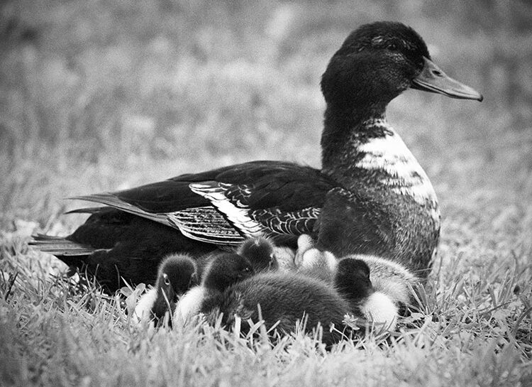 Ducklings