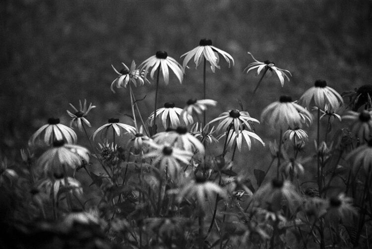 Echinacea