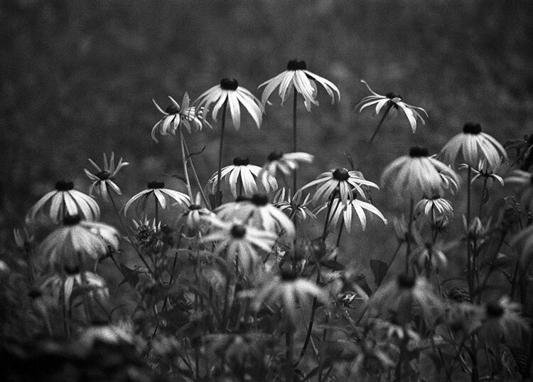 Echinacea