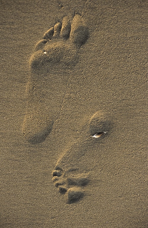 Feathered Footsteps