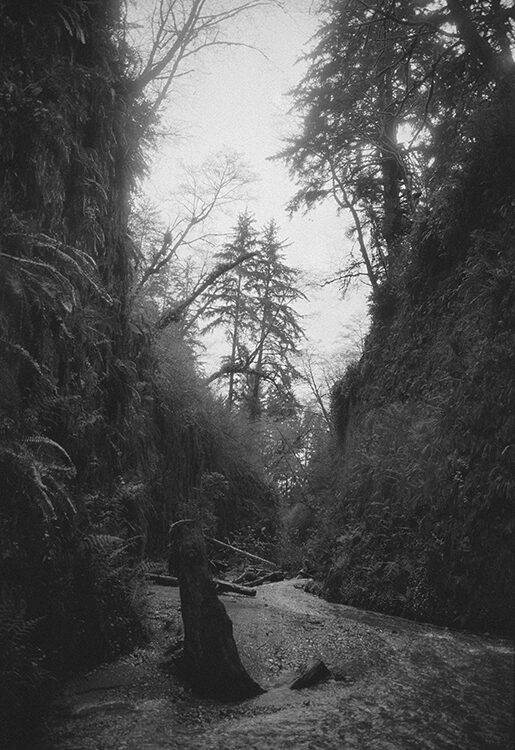 Fern Canyon