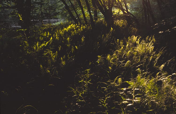 Fern Dance