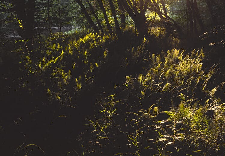 Fern Dance