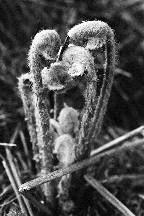 Fiddlehead Rising II