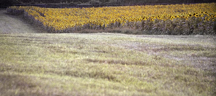 Field of Dreams