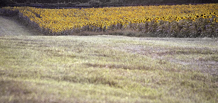 Field of Dreams