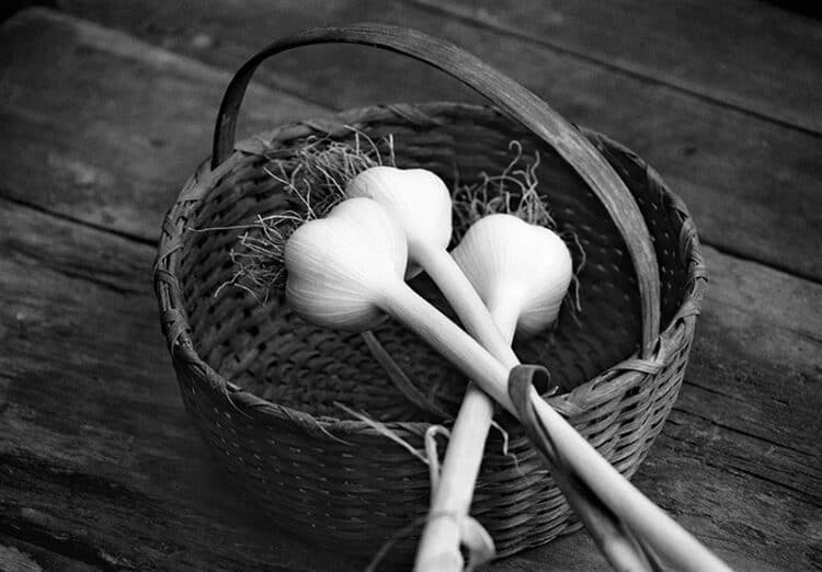 Garlic Harvest