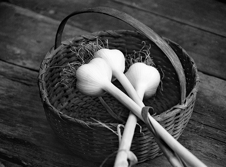 Garlic Harvest