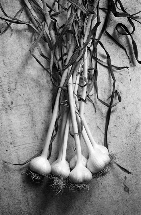 Garlic Study II