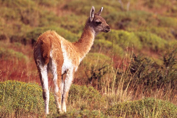 Guanaco Speaks