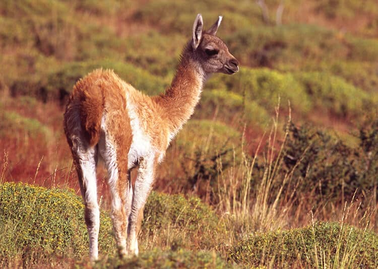 Guanaco Speaks