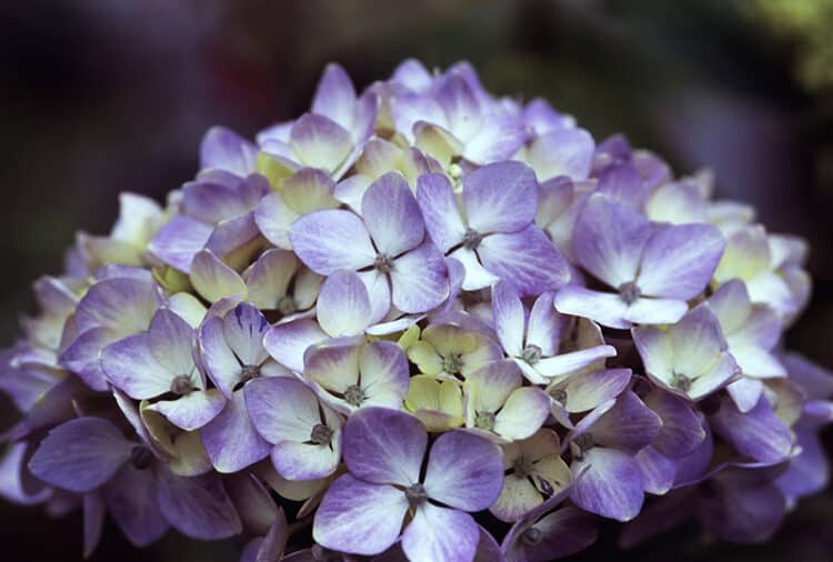 Hydrangea