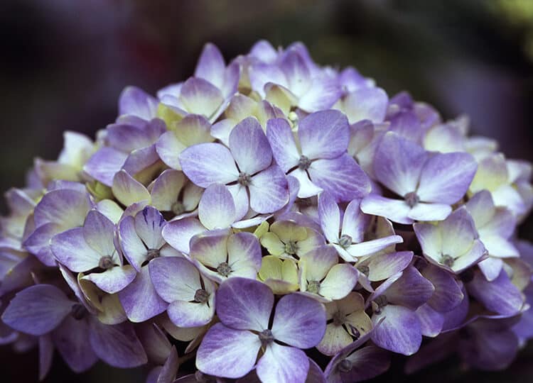 Hydrangea