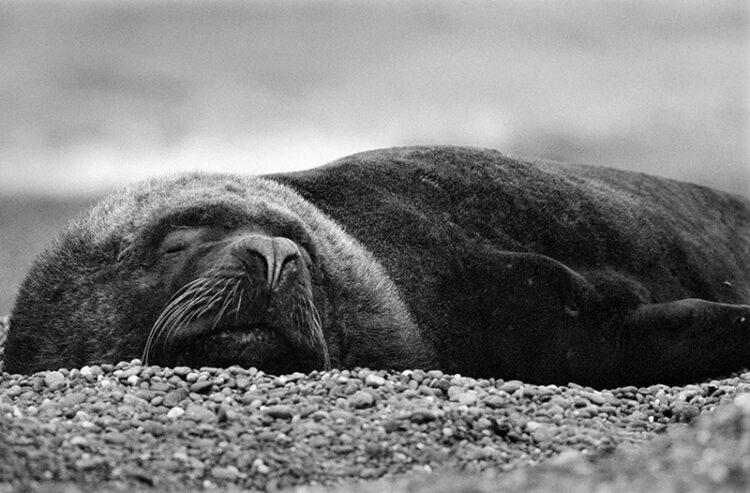 Animal photography: sea lion