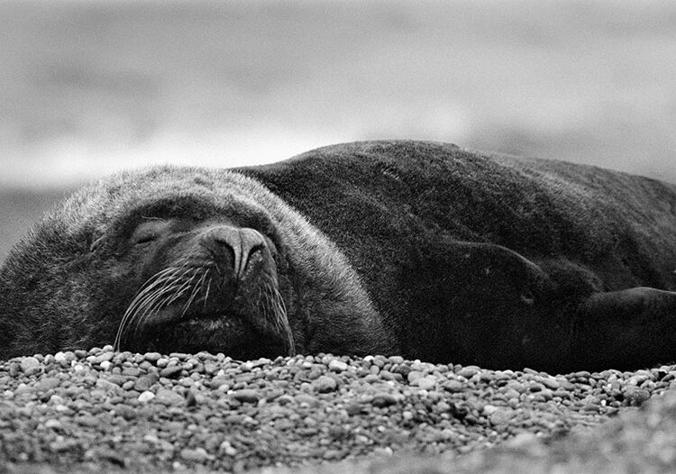 Animal photography: sea lion