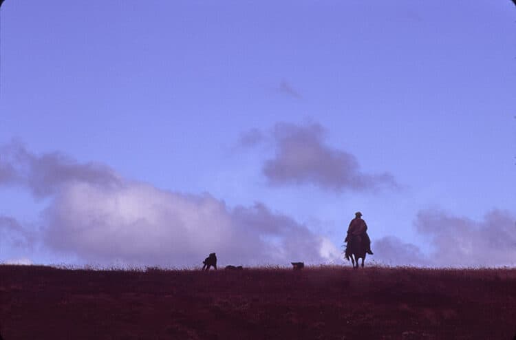 Man and His Best Friend