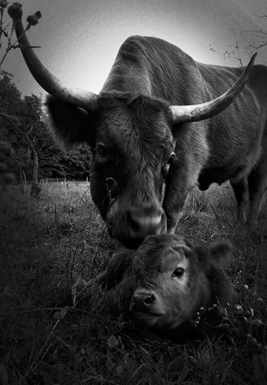 animal photography: New Born calf