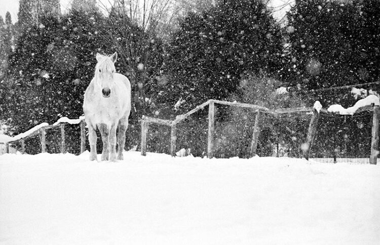 black and white photograph: horse