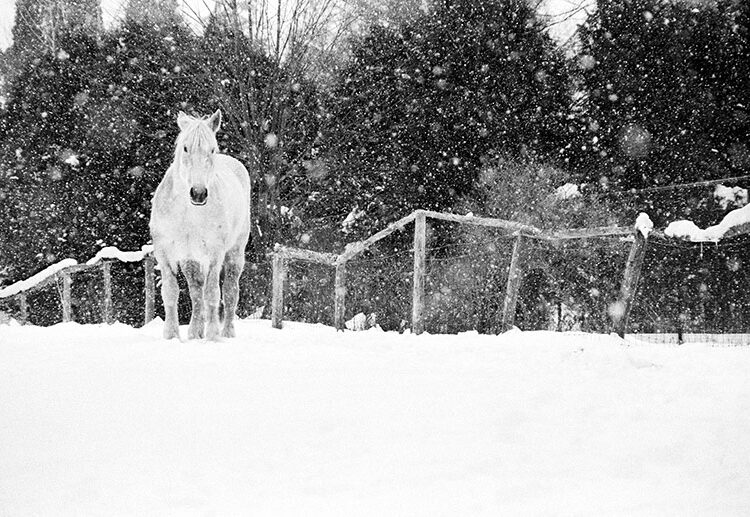 black and white photograph: horse