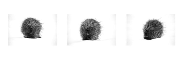 Porcupine