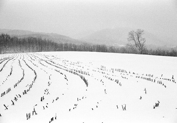 Potato Fields