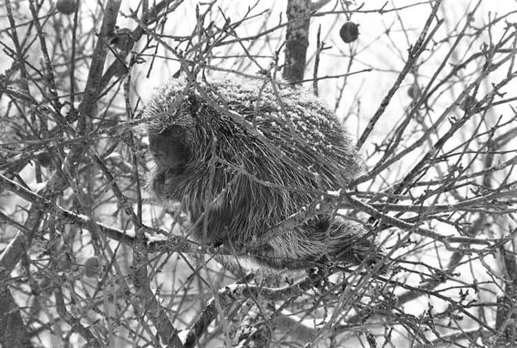 Resident Porcupine