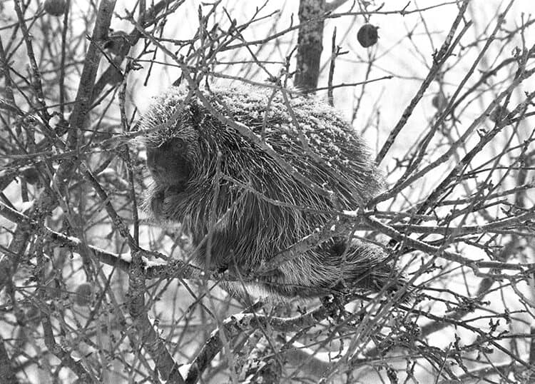 Resident Porcupine