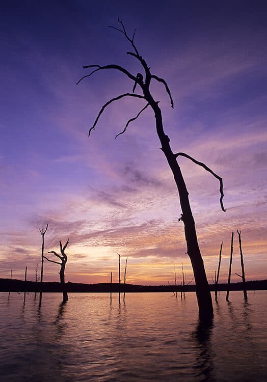 The Dancing Trees