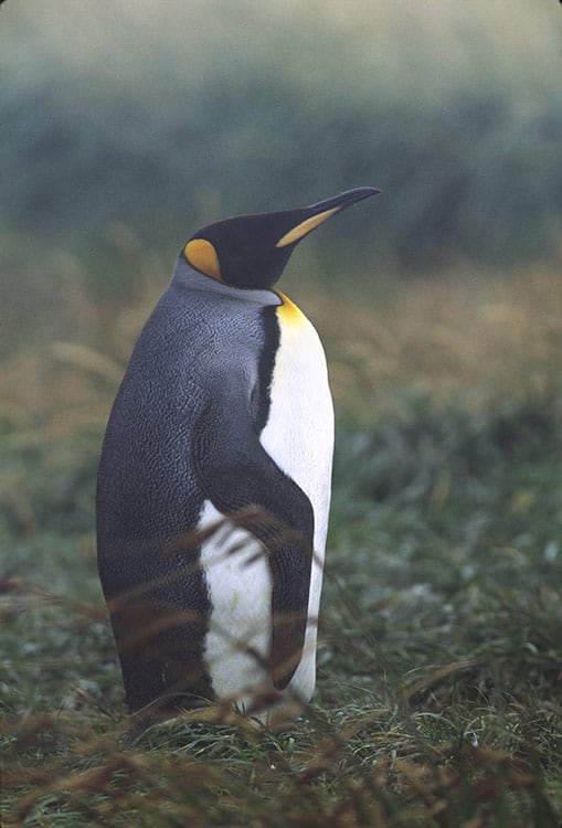 Animal photograph: King Pengiun