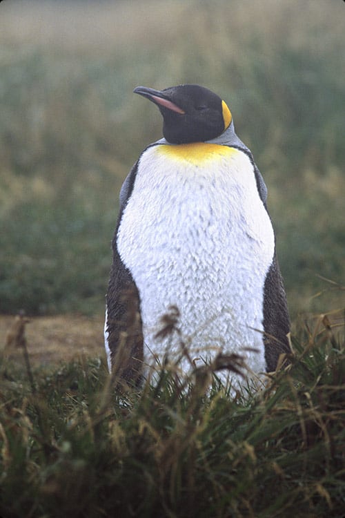 animal photograph: king pengiun