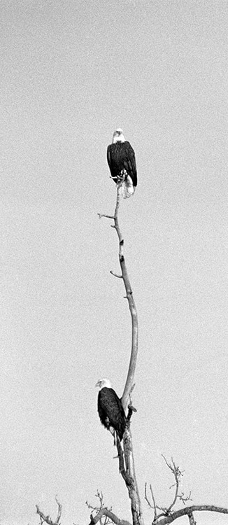 Wildlife photography - eagles