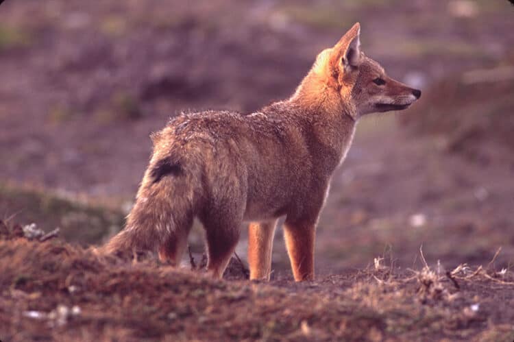 Wildlife photography: fox