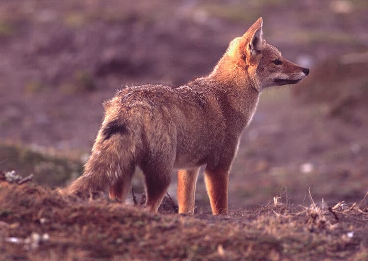 Wildlife photography: fox