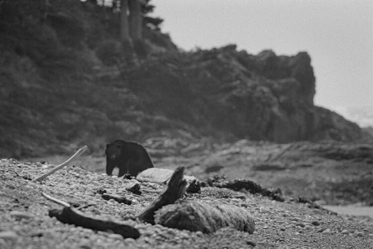 Black and white coastal photography: bear