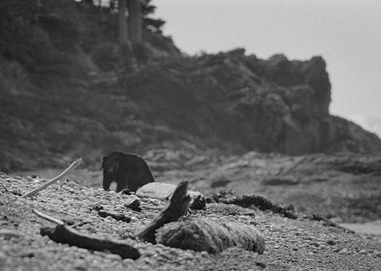 Black and white coastal photography: bear