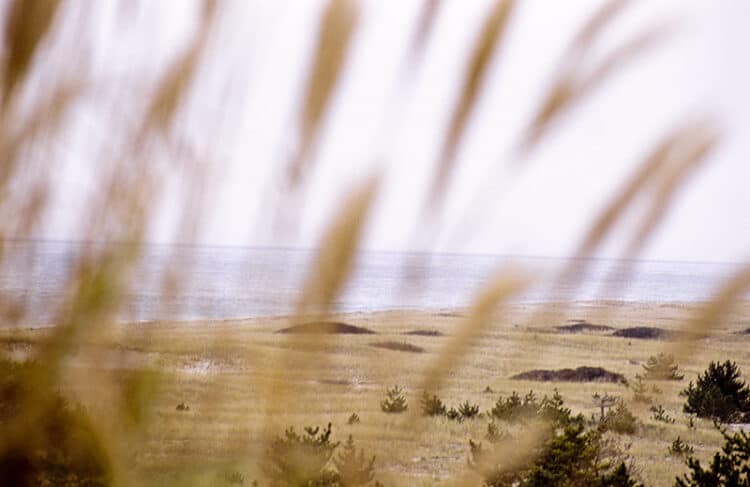 Through the Grasses