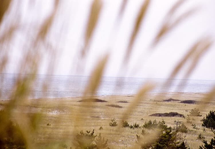 Through the Grasses