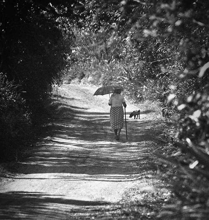 Walking the Pigs Home