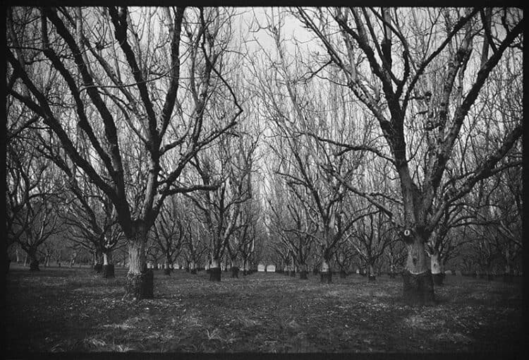 Ancient Walnut Grove