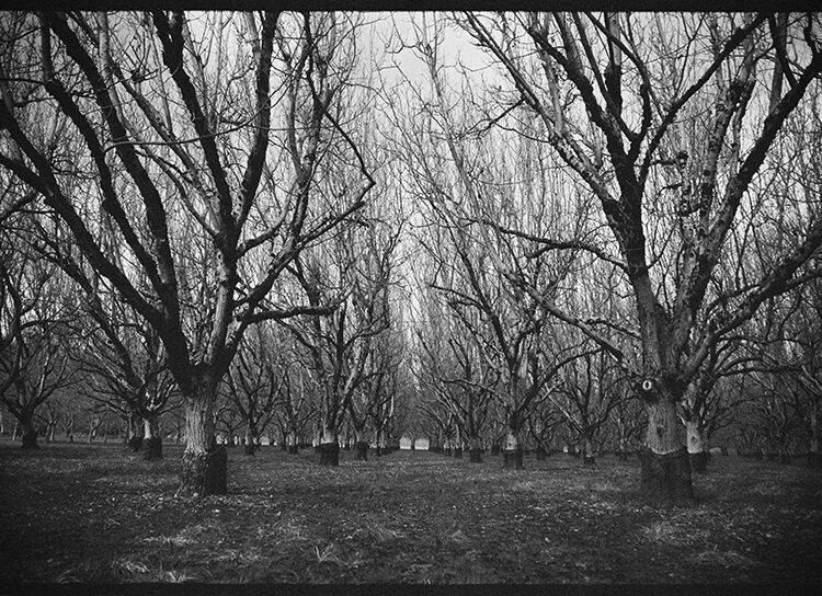 Ancient Walnut Grove