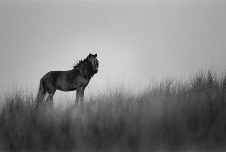 animal photography: wild horse