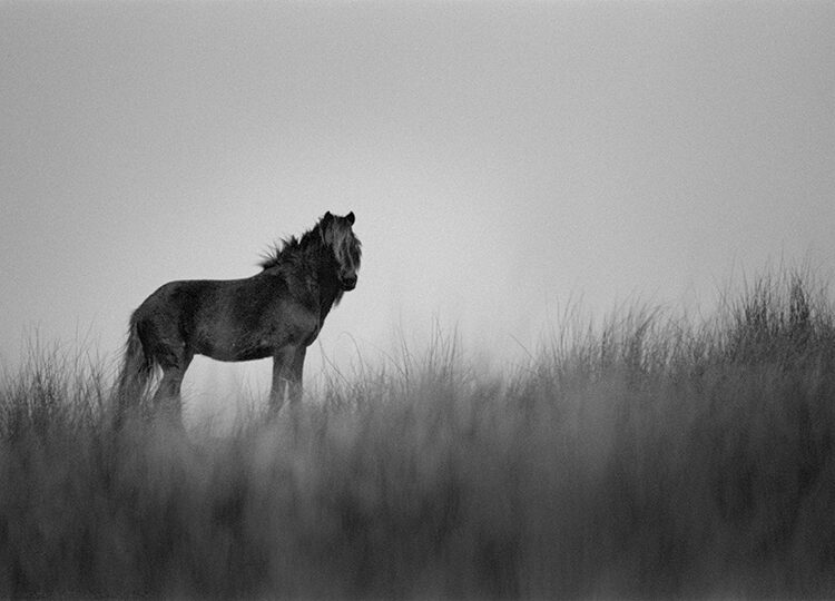 animal photography: wild horse